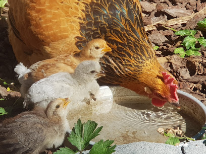 Hopper's Happy Hens