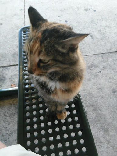 Casino «Delta Downs Racetrack Casino Hotel», reviews and photos, 2717 Delta Downs Dr, Vinton, LA 70668, USA