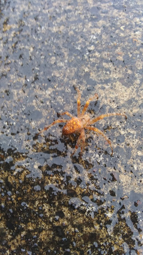 Park «Foege Park», reviews and photos, 125 NW Cedar Hills Blvd, Portland, OR 97229, USA