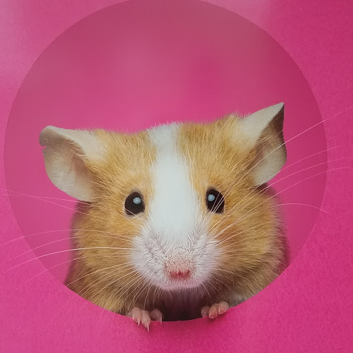 Pet Supply Store «PetSmart», reviews and photos, 250 Grossman Dr, Braintree, MA 02184, USA