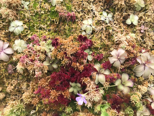 Plant Nursery «California Carnivores», reviews and photos, 2833 Old Gravenstein Hwy, Sebastopol, CA 95472, USA