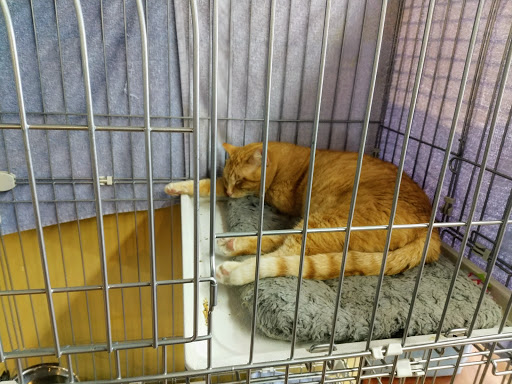 Pet Supply Store «Woodlands Pet Food & Treats», reviews and photos, 902 3rd St, San Rafael, CA 94901, USA