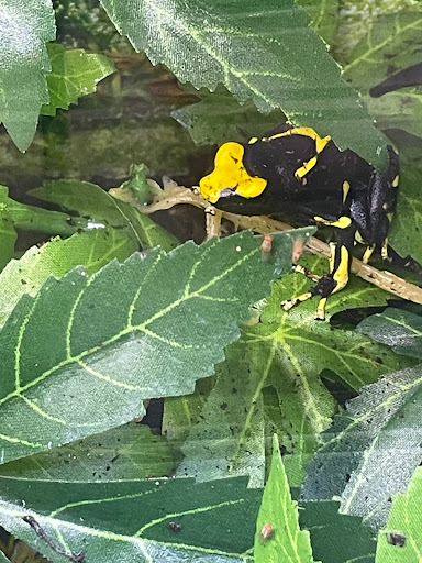 Pet Store «Birds & Beasts Pet Shop», reviews and photos, 35 Berkshire Dr # 18, Crystal Lake, IL 60014, USA