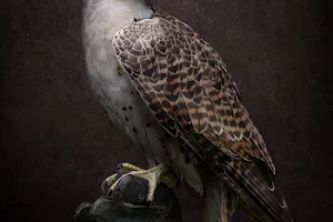 The falcon Paul Klima image