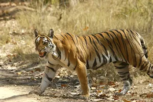 Bandhavgarh Safari image