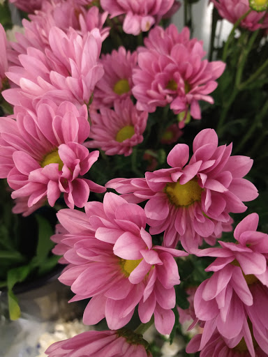 Florist «Grace Harper Florist, Inc.», reviews and photos, 4135 Woodward Ave, Detroit, MI 48201, USA