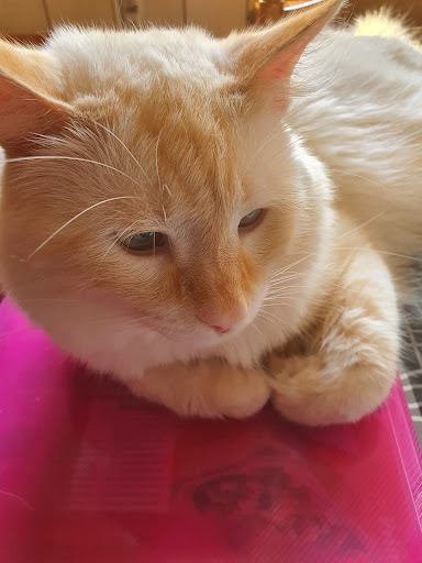 Aller Clínica Veterinaria en Moreda