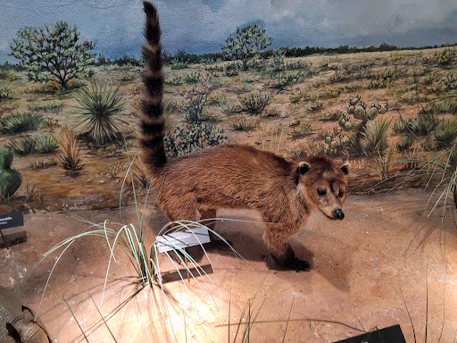 Museum «Texas Memorial Museum», reviews and photos, 2400 Trinity St, Austin, TX 78705, USA