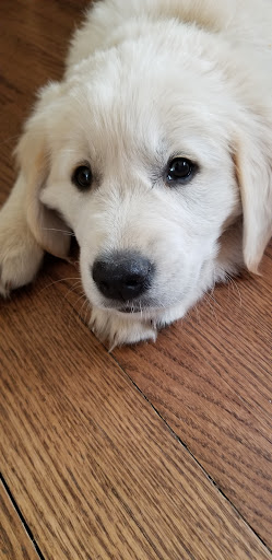 Pet Supply Store «F-M Dog Obedience School», reviews and photos, 1214 Main Ave, Moorhead, MN 56560, USA