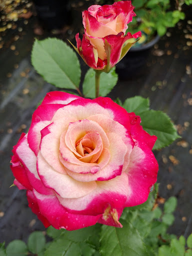 Garden Center «Riverview Tree & Landscaping, Inc.», reviews and photos, 3049 Pricetown Rd, Temple, PA 19560, USA