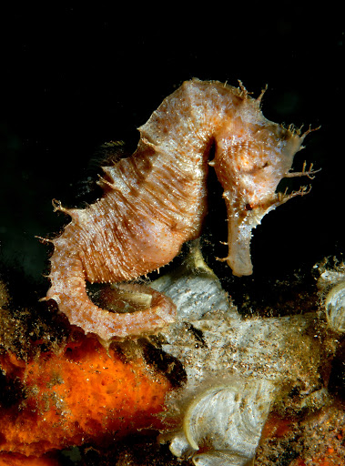 Tiendas de buceo en Gran Canaria