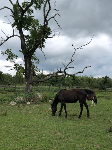 Produce Market «Richards Fruit Market», reviews and photos, 6410 Middle Rd, Middletown, VA 22645, USA
