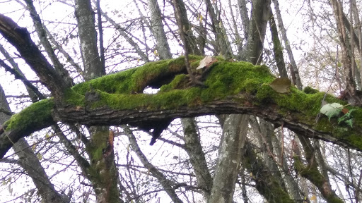 Park «Mill Creek Canyon Earthworks Park», reviews and photos, 100 Reiten Rd, Kent, WA 98030, USA