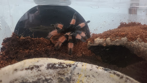 Pet Supply Store «Petco Animal Supplies», reviews and photos, 330 Orchard Park Rd, West Seneca, NY 14224, USA