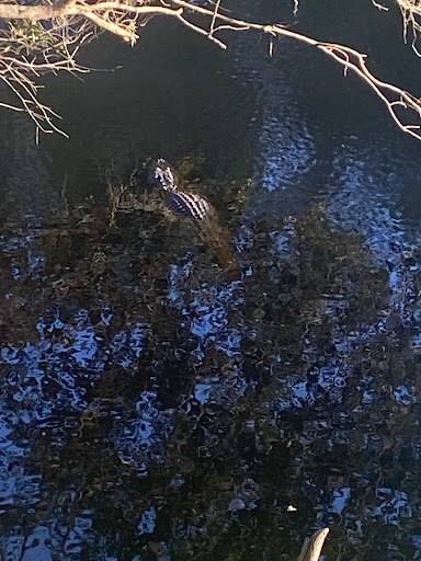 Park «Alafia River State Park», reviews and photos, 14326 S County Rd 39, Lithia, FL 33547, USA