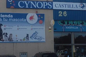 Cynops Castilla image