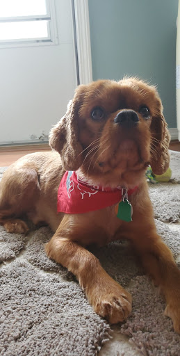 Pet Supply Store «Petco Animal Supplies», reviews and photos, 1007 Ten Rod Rd, North Kingstown, RI 02852, USA