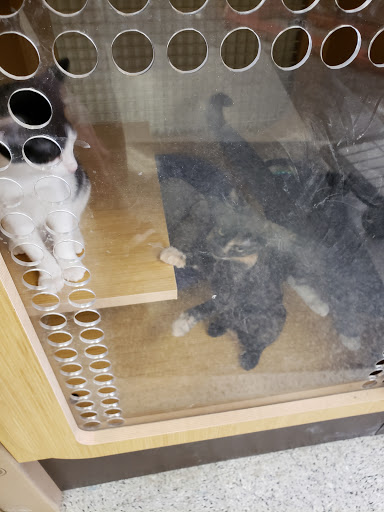 Pet Supply Store «Petco Animal Supplies», reviews and photos, 1401 E Spring Valley Rd, Richardson, TX 75081, USA