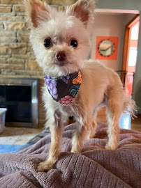 Embark Pet Spa - Photo 2 - Car repair in Milwaukee, WI, Milwaukee