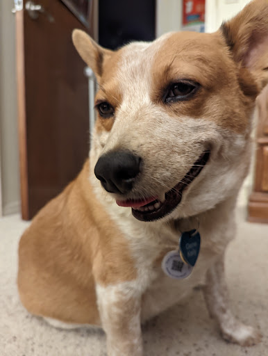 Animal Shelter «Humane Society of El Paso», reviews and photos