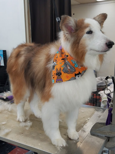 Pet Groomer «Tidy Dog Pet Supply & Salon», reviews and photos, 2612 Lebanon Pike A, Nashville, TN 37214, USA