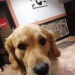 Photo n°2 de l'avis de valeska_u. fait le 08/10/2023 à 18:19 sur le  Hotel Restaurant Schürken's à M. Gladbach