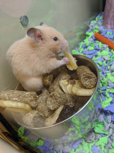 Pet Supply Store «PetSmart», reviews and photos, 916 Loganville Hwy, Bethlehem, GA 30620, USA