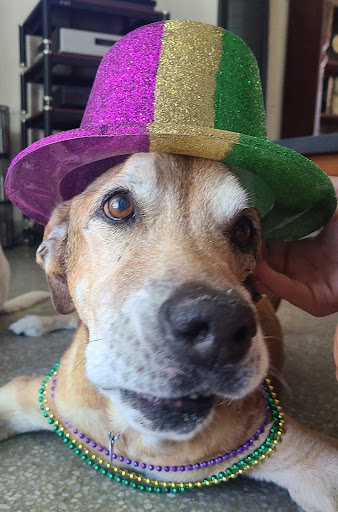 510 S Highland Ave, Clearwater, FL 33756, USA