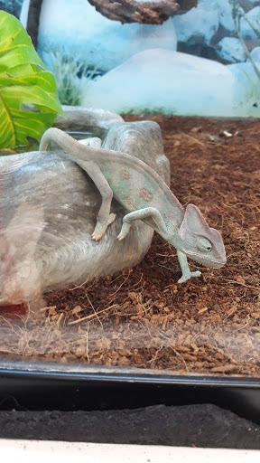 Pet Supply Store «Petco Animal Supplies», reviews and photos, 1753 St Lucie W Blvd, Port St Lucie, FL 34986, USA