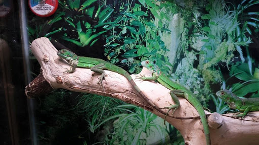 Pet Store «Species Pet Supply», reviews and photos, 1935 W Brandon Blvd, Brandon, FL 33511, USA