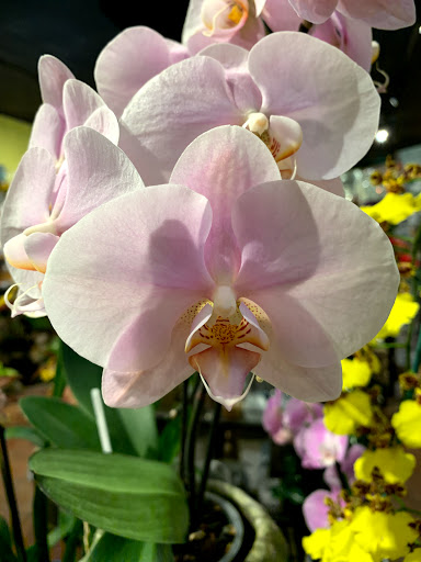 Gift Shop «Wild Flowers», reviews and photos, 1201 Madison St, Denver, CO 80206, USA