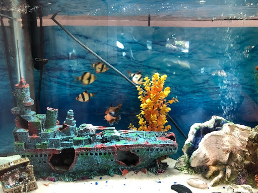 J's Aquariums