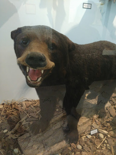 Museum «Elgin Public Museum», reviews and photos, 225 Grand Blvd, Elgin, IL 60120, USA