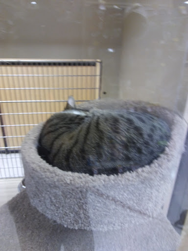 Pet Supply Store «PetSmart», reviews and photos, 3520 S El Camino Real, San Mateo, CA 94403, USA