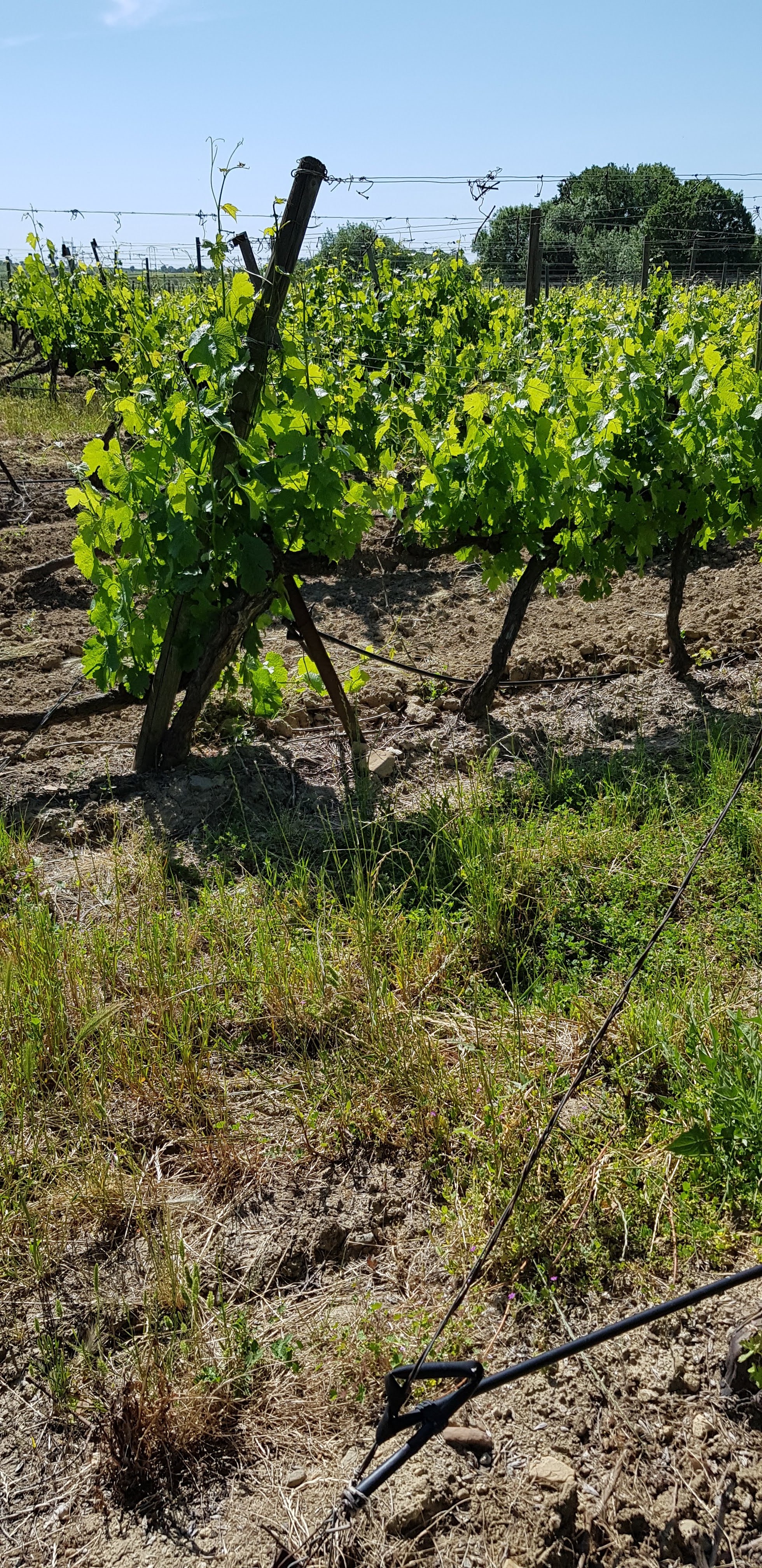 Photo n° 5 de l'avis de jean-marc.e fait le 26/05/2021 à 14:44
