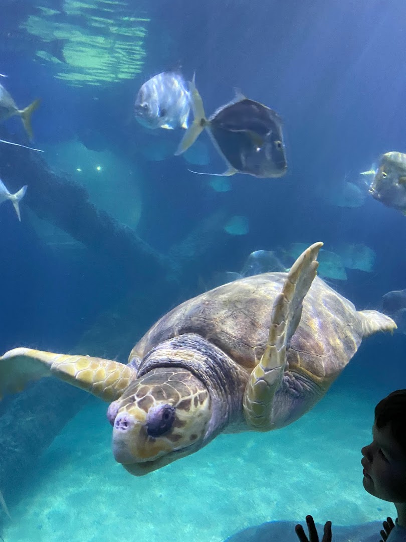 Virginia Beach, Amerika Birleşik Devletleri