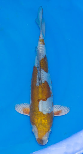 Cali Koi image