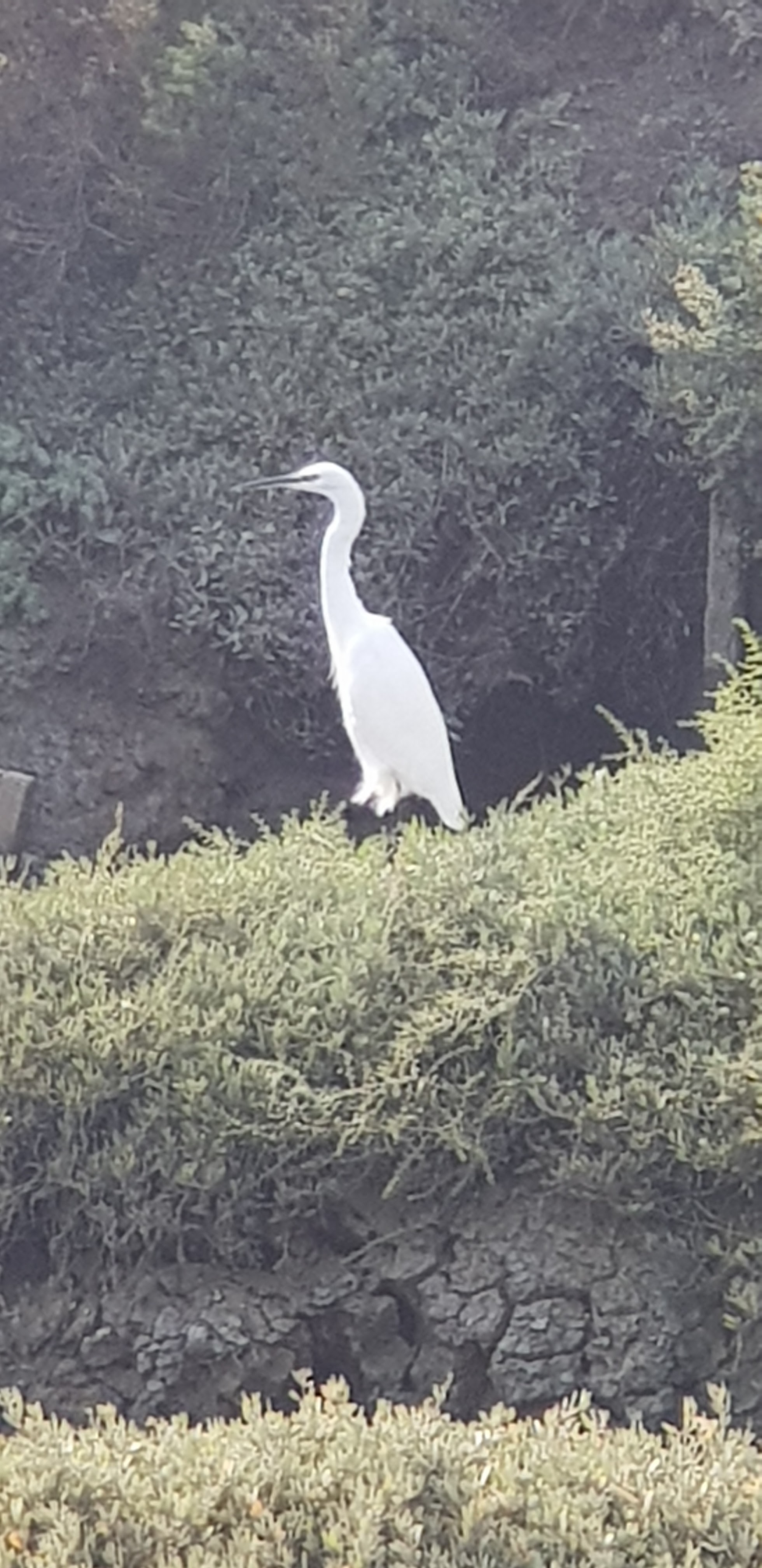 Photo n° 9 de l'avis de dragon. fait le 29/11/2019 à 13:16