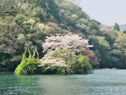 山内ダム湖の浮島桜