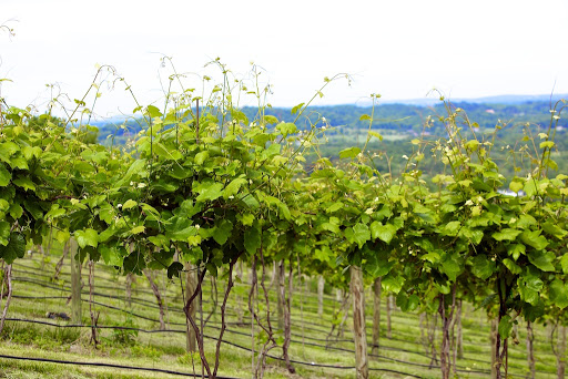 Winery «Bluemont Vineyard», reviews and photos, 18755 Foggy Bottom Rd, Bluemont, VA 20135, USA