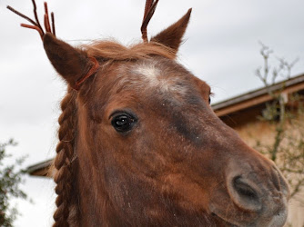 Pony-Club Merlin