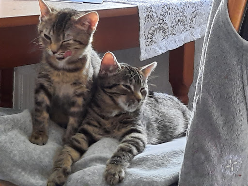 Tierärztliche Gemeinschaftspraxis Thiele & Vogel unter Golssen, Brandenburg