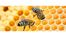 HoneyBee Marketing&SEO