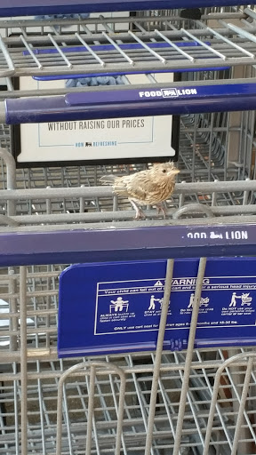 Grocery Store «Food Lion», reviews and photos, 466 Ritchie Hwy, Severna Park, MD 21146, USA