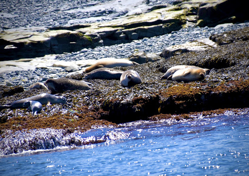 Sightseeing Tour Agency «Lulu Lobster Boat Ride», reviews and photos, 55 West St, Bar Harbor, ME 04609, USA