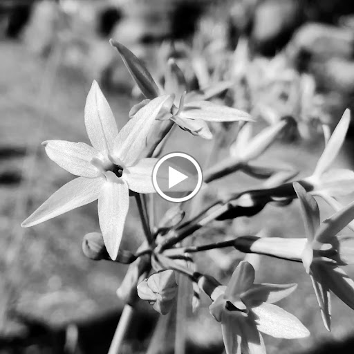 Plant Nursery «HOUSTON PLANTS & GARDEN WORLD», reviews and photos, 16726 North Fwy, Houston, TX 77090, USA