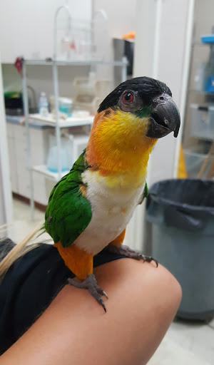 Bird Shop «Arizona Bird Store», reviews and photos, 565 S Dobson Rd, Mesa, AZ 85202, USA