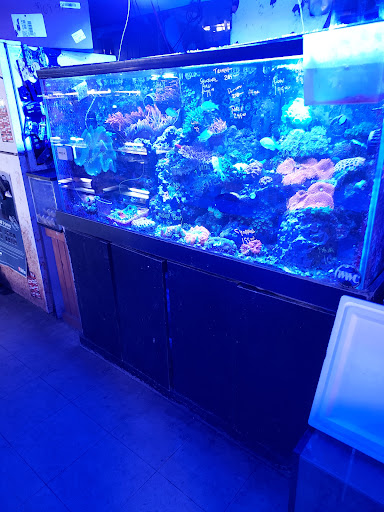 Tropical Fish Store «Tropical Lagoon Aquarium», reviews and photos, 9431 Georgia Ave, Silver Spring, MD 20910, USA