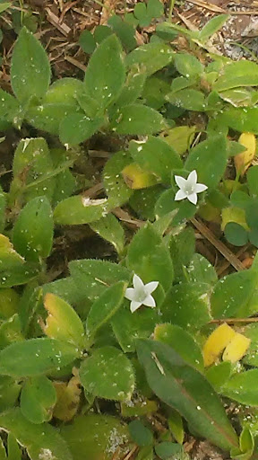 Park «Phelps Park», reviews and photos, Phelps Ave, Winter Park, FL 32789, USA