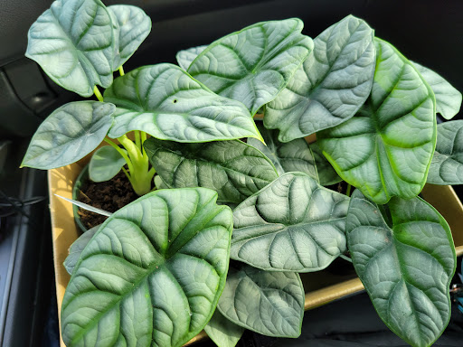 Garden Center «Sixteen Acres Garden Center», reviews and photos, 1359 Wilbraham Rd, Springfield, MA 01119, USA